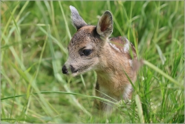 <p>SRNEC OBECNÝ (Capreolus capreolus) Šluknovsko - Jiříkov (European roe deer / Europäisches Reh</p>